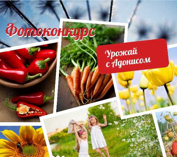 Фотоконкурс «Урожай с Адонисом»